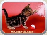 King (male) - black golden tabby blotched (ny 22)