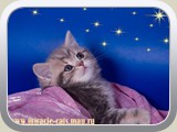 Karamelka (female) - blue golden tabby blotched (ay 22)