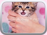 Magnus (male) - black tabby blotched (n 22)