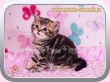 Magnus (male) - black tabby blotched (n 22)