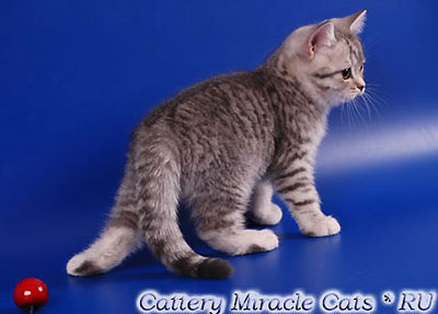 Dalberg Miracle Cats.        (ns 22),     .