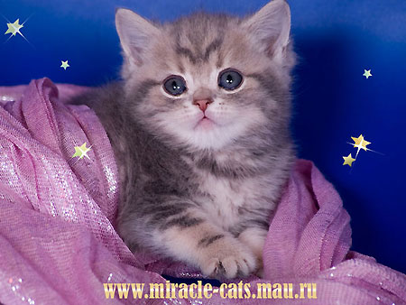   ,       (ny 22),    (ay 22) ,  ,    ,     ,     .