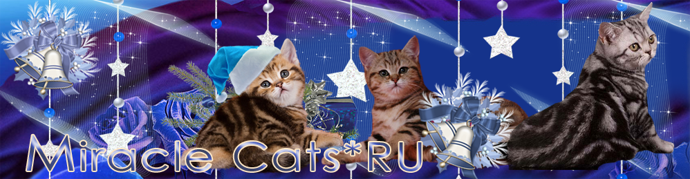 Cattery Miracle Cats